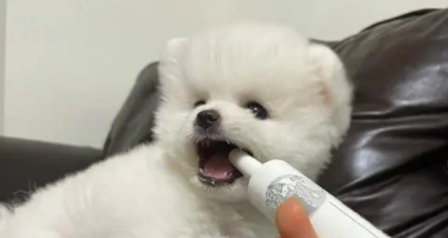 小狗能吃什么消炎药