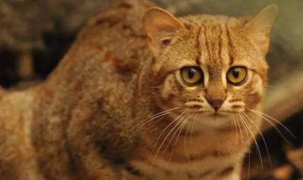 今日科普：锈斑豹猫是不是国家保护动物