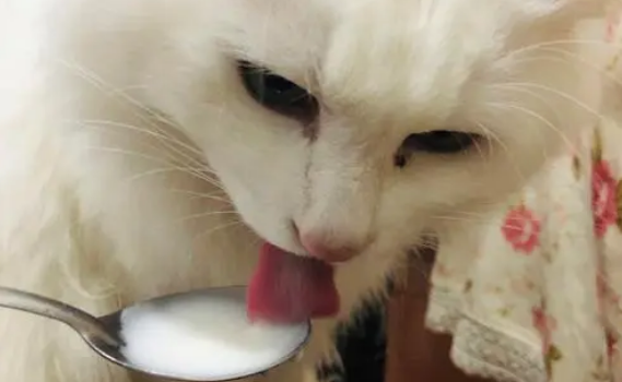 猫狗可以喝酸奶吗