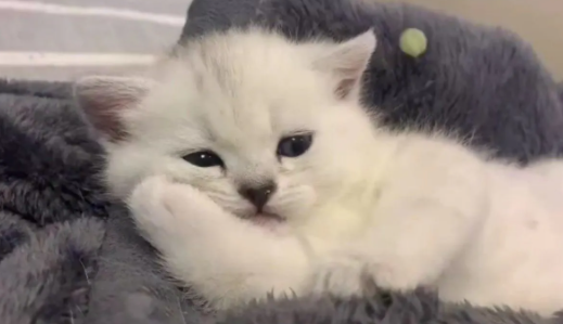 养宠科普：猫的膀胱在哪里怎么摸？