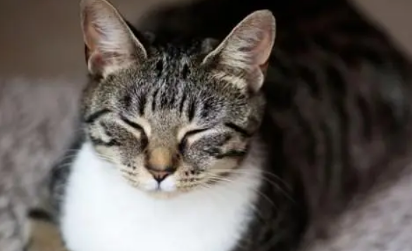 母猫尿血是怎么回事？4种情况要慎重