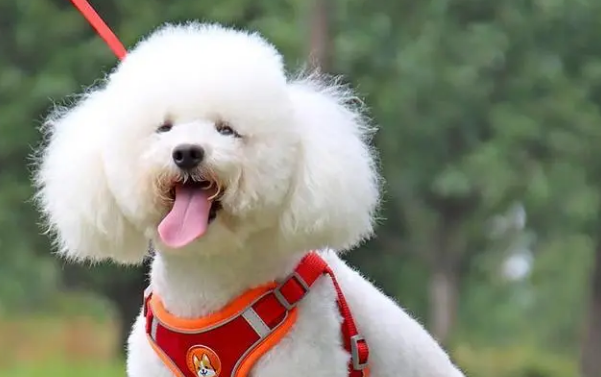 狗狗衣服带牵引绳