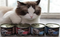 猫咪罐头怎么做