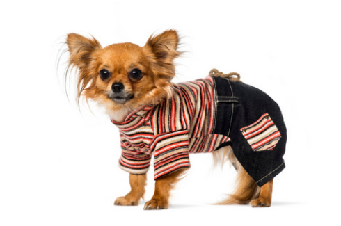 带狗的衣服是什么牌子 带狗的衣服是什么牌子