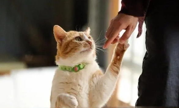 孩子多大可以养猫?家长来了解下吧 孩子多大可以养猫?家长来了解下吧
