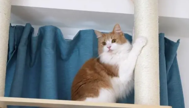 家里猫多最好买个猫爬架?这里面有什么说头呢 家里猫多最好买个猫爬架?这里面有什么说头呢