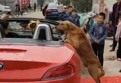 女主人出嫁,金毛依依不舍的趴在婚车上 女主人出嫁,金毛依依不舍的趴在婚车上