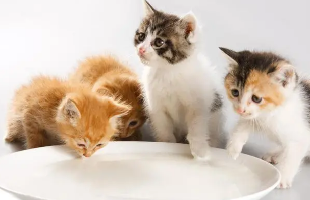 猫咪奶粉推荐 猫咪奶粉推荐