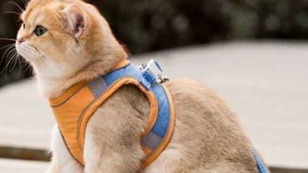 猫用牵引绳好吗