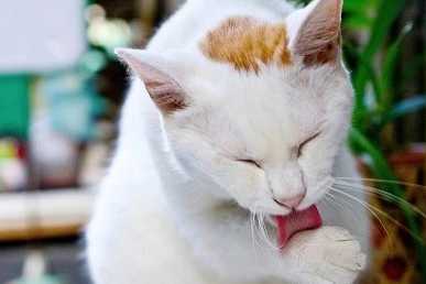 猫草吃新鲜的还是干的?来get一下吧 猫草吃新鲜的还是干的?来get一下吧
