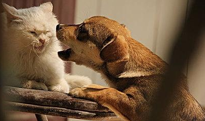 猫咪与狗狗的听觉谁更灵敏,你知道吗? 猫咪与狗狗的听觉谁更灵敏,你知道吗?