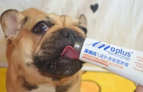 狗狗多大吃营养膏