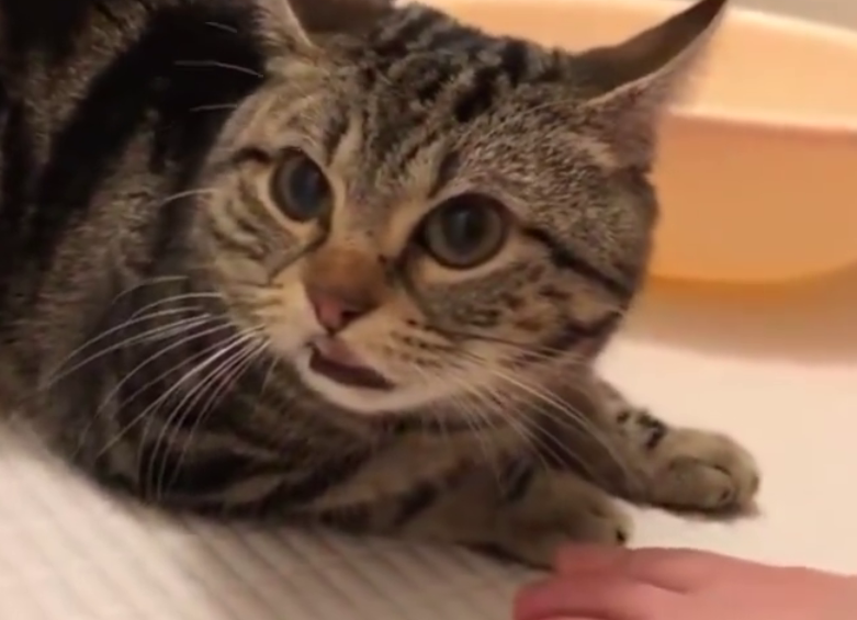 每日一问：猫为什么闻到臭脚会张开嘴