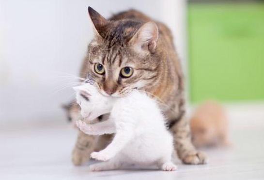 猫妈妈第几个月会赶走小猫?铲屎官了解么? 猫妈妈第几个月会赶走小猫?铲屎官了解么?