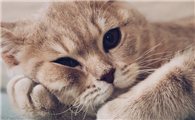 如果被猫舔到了嘴巴怎么办?这篇文章告诉你