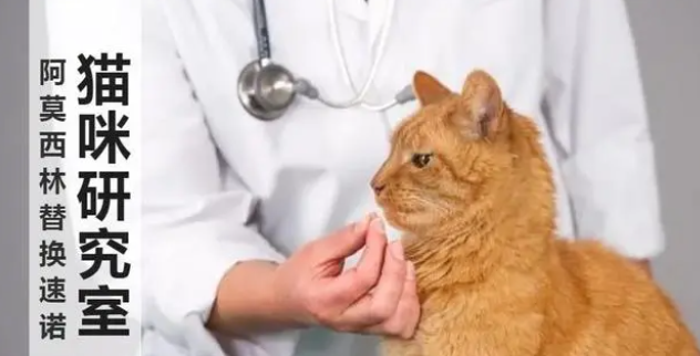猫感冒了,怎么用阿莫西林替代速诺? 猫感冒了,怎么用阿莫西林替代速诺?