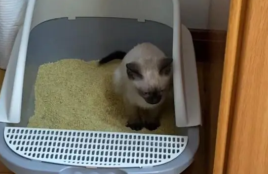猫砂一次倒多少合适