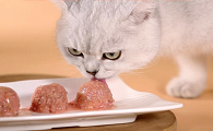 猫零食有哪个