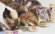 猫罐头直接给猫吃吗