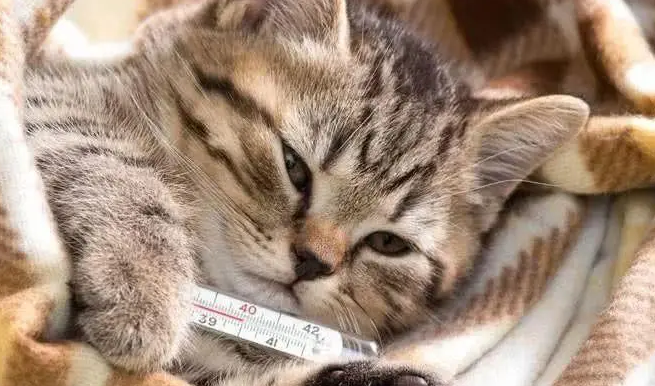 宠物猫感冒了吃什么药