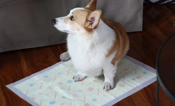 狗狗要一直用尿垫吗