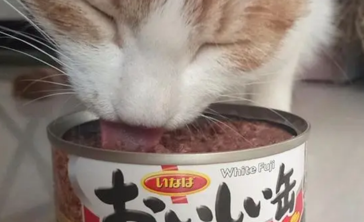猫罐头的营养价值