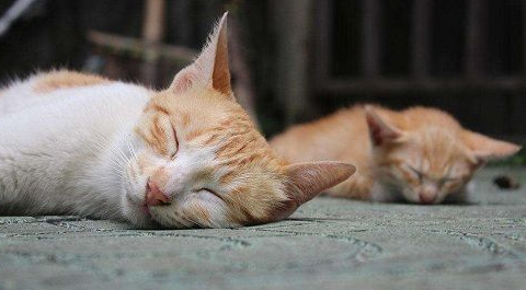 猫咪知识：猫会不会自己用猫砂，猫砂猫咪会用吗