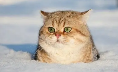 45克猫粮是多少