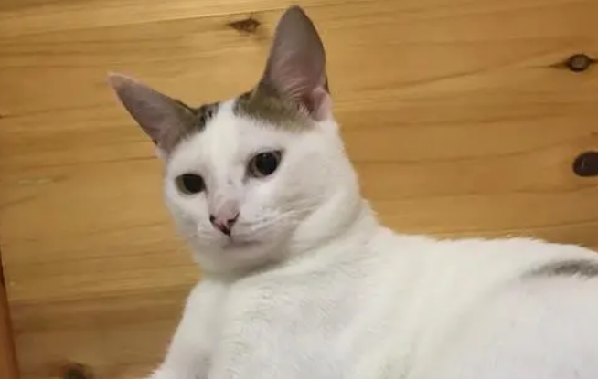 猫耳朵为什么有个豁口?来看这里! 猫耳朵为什么有个豁口?来看这里!
