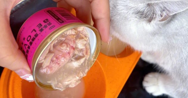 小猫能不能吃猫罐头