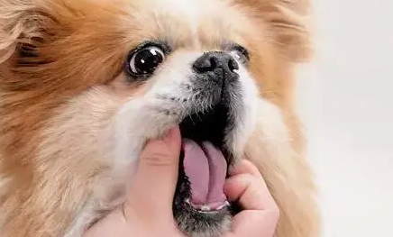 狗能吃阿莫西林消炎吗?有事吗 狗能吃阿莫西林消炎吗?有事吗