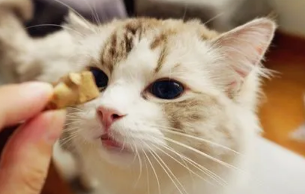 猫吃什么零食
