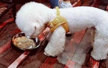 比熊光吃狗粮可以吗