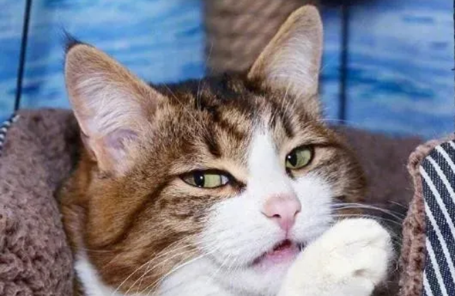 猫咪需要补充益生菌吗？五分钟带你快速了解！