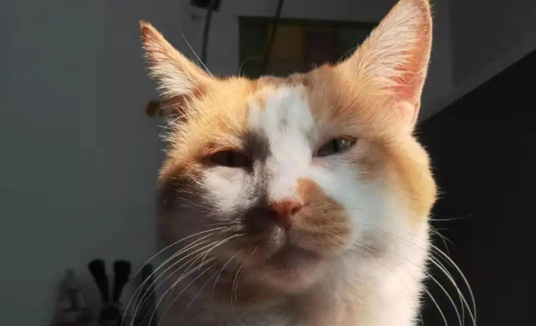 苏州偷猫曝光!当事人被偷猫贼拖行致脑震荡 苏州偷猫曝光!当事人被偷猫贼拖行致脑震荡