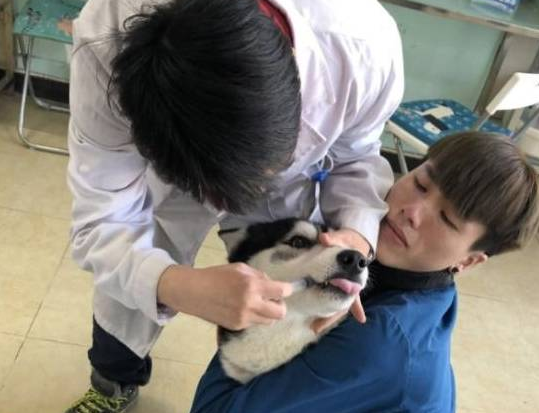 哈士奇偷吃巧克力,医生:你是很想回到汪星世界了吗 哈士奇偷吃巧克力,医生:你是很想回到汪星世界了吗