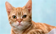 猫用爪子摸你脸代表什么？快来了解