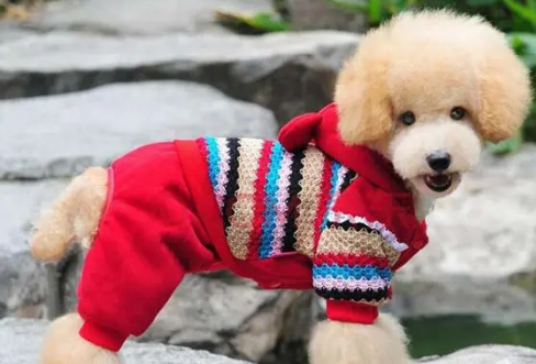 给宠物买衣服如何合身