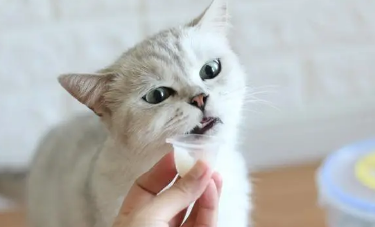 猫零食吃什么