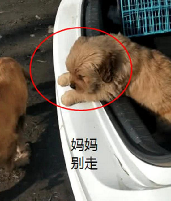 金毛妈妈送自己孩子离开，车前的场景，看得主人泪直流