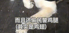 冒充警犬混入警局,还顺带偷吃了鸡腿,金毛最终被“抓”了 冒充警犬混入警局,还顺带偷吃了鸡腿,金毛最终被“抓”了