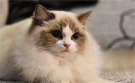 纠结该不该给猫用益生菌吗？益生菌有什么好处呢？应该怎么用