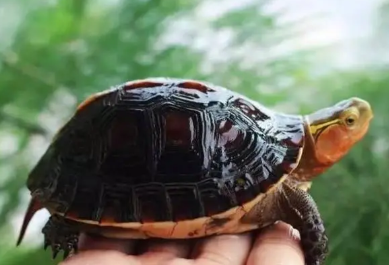 三线闭壳龟是保护动物吗?我来告诉你!-宠物网