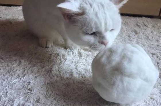 猫主子没见过雪，铲屎官用脱落的猫毛团雪球，网友：龙珠？