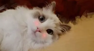 猫吃益生菌拉稀呕吐怎么办? 猫吃益生菌拉稀呕吐怎么办?
