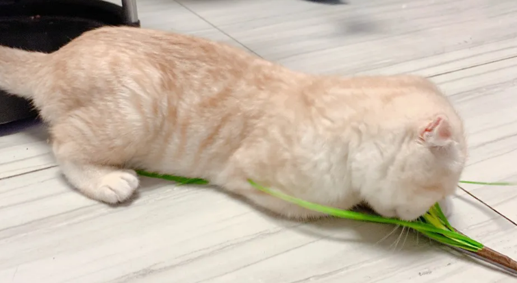 英短蓝猫喜欢玩什么玩具