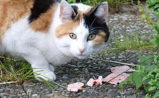养猫最忌讳的一个生肖