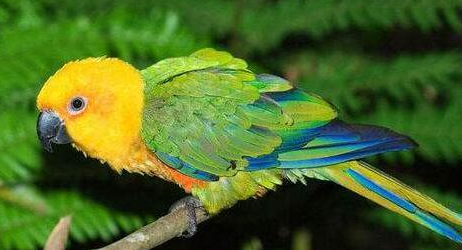 太阳锥尾鹦鹉成鸟仅翅膀末端有绿色羽毛,珍达锥尾鹦鹉的腹部颜色也比