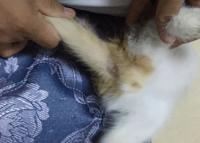 公猫母猫哪个好养活?具体看这里! 公猫母猫哪个好养活?具体看这里!