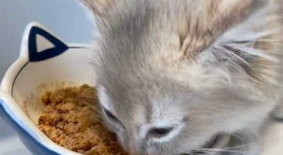 猫罐头买什么牌子